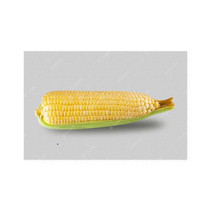 Maíz Amarillo de Alta Calidad, Grado Alimenticio para Animales/Consumo Humano, Maíz Blanco en Venta, Producto Agrícola a Precio Muy Económico - Product Image 3