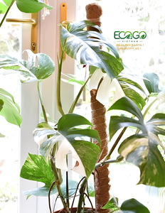 Poste de Musgo de Coco Natural – Soporte Ecológico para Plantas en Viveros, Centros de Jardinería y Plantas de Interior Eco2go Vietnam - Product Image 5