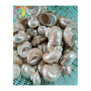 เปลือกหอยสังข์จากโรงงานโดยตรง, เปลือกหอยสังข์สีน้ำเงินขายส่ง, คุณภาพพรีเมียมสำหรับส่งออก - Product Image 3