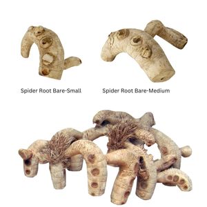 Fournitures écologiques pour reptiles et amphibiens, herbe racine d'araignée pour l'élevage des reptiles - Product Image 1