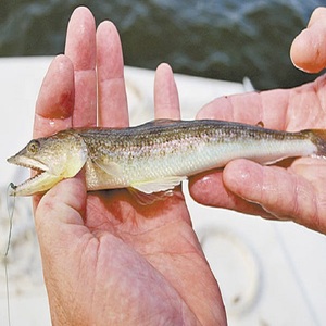 Prix de gros pour le poisson-lézard disponible pour les commandes importantes de produits de la mer, avec une qualité fiable, adapté aux marchés et aux restaurants - Product Image 1