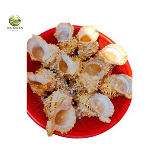 Coquille de grenouille naturelle rouxâtre Tutufa Bubo, grande coquille marine pour décoration sur le thème de la plage, aménagement d'aquarium, vente en gros - Product Image 2