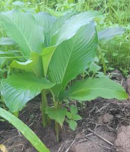 Proveedor Mayorista de Tubérculos Cocidos, Vegetales de Raíz Naturales para Postres, Congelados IQF, Estándar de Exportación - Product Image 5