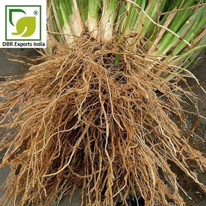 Aceite Esencial Puro de Vetiver de Origen del Sur de la India para Aromaterapia, Cosmética, Cuidado Personal y Fabricación de Perfumes - Product Image 3