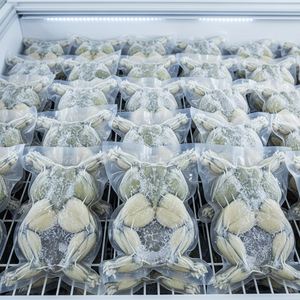 ขาคางคกแช่แข็งคุณภาพสูง เนื้อสดและดีต่อสุขภาพ บรรจุสำหรับขายส่งและส่งออก - Product Image 3