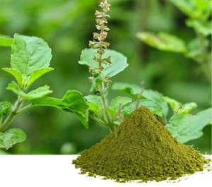 Poudre de feuilles de Tulsi sauvage naturelle 60-80 Mesh, riche en antioxydants pour stimuler l'immunité, soin de la peau, qualité alimentaire, export en vrac d'Inde - Product Image 1
