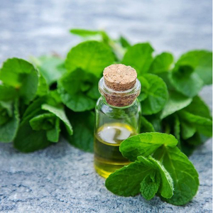 Aceite de Hanu Brahmi Puro al 100%, Destilado al Vapor, Natural, para Cosmética y Cuidado de la Piel, Venta al Por Mayor, Precio Bajo, Empaque Personalizado - Product Image 4
