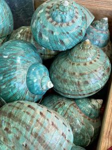 เปลือกหอยทะเลธรรมชาติ Turbo Marmoratus สีเขียวอมน้ำเงินขนาดใหญ่ ทนทาน ทำด้วยมือ ของขวัญธุรกิจจากเวียดนาม ของตกแต่งบ้าน - Product Image 3