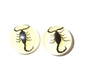 Cabujón de Plástico con Espécimen Real de Escorpión Negro, Redondo, 19x19 mm, Base Plana Brillante, para Manualidades y Joyería - Product Image 1
