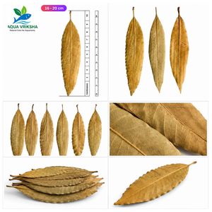 ใบมะม่วงแห้งธรรมชาติสำหรับตู้ปลา |   16-20 ซม. | แพ็ค 500 ชิ้น - Product Image 1