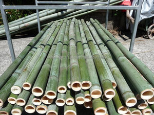 Postes de Bambú Ecológicos Hechos en Vietnam – Ideales para Uso en Exteriores y Estructural - Product Image 3