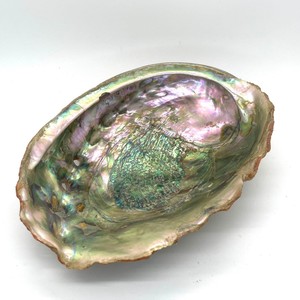 Natural <b>abalone</b> seashells for crafts & beach ornaments decorative paua <b>shell</b> seashell of <b>abalones</b> - Product Image 4