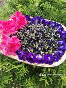 Té de Flor de Guisante Mariposa Seca Natural, Hojas Sueltas, Saludable, Premium, a Granel, Vietnam - Product Image 6