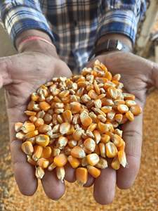 Maíz Amarillo Orgánico Fresco, Maíz Dulce Sin OMG, Grano Crudo de Alta Calidad, a Granel 10 kg, Semillas de Maíz Natural para Plantar y Consumir - Product Image 6