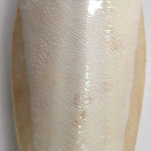 Hueso de Sepia a Granel de 4-5 Pulgadas, Calidad Premium, Exportador y Comerciante de Hueso de Sepia de Vietnam para el Mercado de Mascotas 25 - Product Image 5