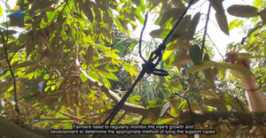 Cuerda de agricultura versátil Material PP confiable con función anticaída para soporte de seguridad en aplicaciones de plantación - Product Image 6