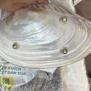 ถาดเปลือกหอยธรรมชาติขัดเงา จานมุกเปลือกหอย จานใส่ไข่ปลาคาเวียร์ งานฝีมือทำมือ ของขวัญสุดหรู ขายส่ง - Product Image 1