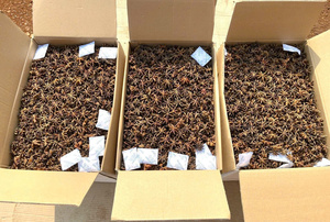 Anís estrellado seco de Vietnam, crudo, sin OMG, Lang Son, 10 kg, suministro a granel, calidad de exportación, precio de fábrica, servicio OEM, el mejor - Product Image 2
