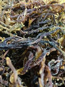 Musgo Marino Morado de Alta Calidad 100% Natural Musgo Marino Americano Musgo Irlandés de Vietnam/ Sra. Lima - Product Image 4