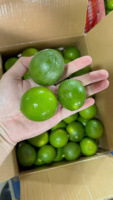 Exportkwaliteit pitloze limoen – Vietnam origine, sappig en pitloos, perfect voor wereldwijde distributie