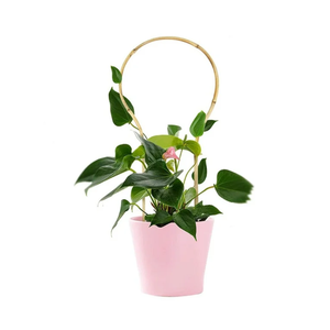 Treillis de jardin en bambou de haute qualité en forme de boucle pour plantes grimpantes, décoration de jardin domestique, prix de gros du Vietnam - Product Image 4