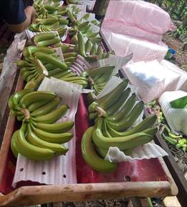 กล้วยคาเวนดิชพรีเมียมขายดี เป็นมิตรต่อสิ่งแวดล้อมและอุดมด้วยสารอาหาร เกรดส่งออก เปลือกเขียว รสหวาน บรรจุ 2 กก. - Product Image 6