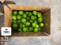Citron vert frais du Vietnam – Peau vert vif, agrumes juteux pour les importateurs de Malaisie