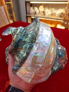 เปลือกหอยมุกขัดเงาสวยงาม เปลือกหอยสังข์ขนาดใหญ่ เปลือกหอยเทอร์โบ เปลือกหอยสังข์สีเขียวขนาดยักษ์ เปลือกหอยมาร์มาตัส - Product Image 4