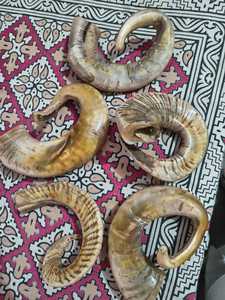 Shofar Moderno Pulido de Cuerno de Búfalo Natural, Oferta Especial para Rosh Hashanah, Pieza de Cuerno Natural Yemenita - Product Image 3