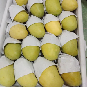 Marchandises de mangue fraîche de Kaew pour l'exportation avec de grandes quantités et le prix concurrentiel approprié pour la revente - Product Image 1