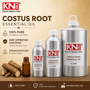 Aceite Esencial de Raíz de Costus 100% Puro, Venta al por Mayor, Fabricante, Saussurea lappa, Certificado Orgánico, Exportador Global - Product Image 3
