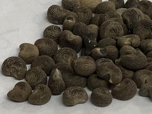 Extracto de planta de CO2 Ambrette en lata de grado alimenticio Tipo de extracción de fluido Súper Crítico para productos a base de hierbas - Product Image 6