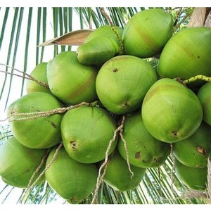 Noix de coco jeune congelée de haute qualité,/Grade premium/Fournisseur au Vietnam Mme Hana - Product Image 3
