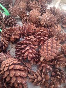 Material de conos de pino natural de Vietnam, secos, para decoración de árboles de Navidad, coronas, manualidades de temporada, centros de mesa y venta al por menor - Product Image 6