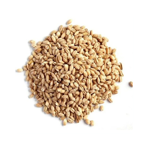 ข้าวสาลีและข้าวบาร์เลย์ราคาประหยัด เตรียมพร้อมสำหรับการสั่งซื้อจำนวนมากและการจัดหาสำหรับธุรกิจ - Product Image 1