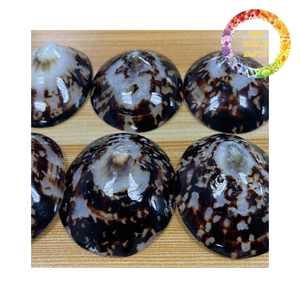 Premium limpet shells for aquarium decoration DIY crafts and coastal home styling bulk supply - Product Image 6