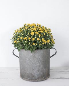 Rustic <b>Galvanized</b> Milk Can Vase with Dual Side Handles Antique Finish Metal Flower <b>Bucket</b> Industrial Farmhouse Planter Home Deco - Product Image 6