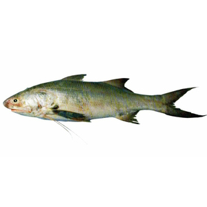 ปลาแซลมอนคุณภาพเยี่ยมขายส่ง ปลาแซลมอนแช่แข็ง ราคาถูก - Product Image 2