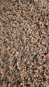 Anís estrellado seco en piezas enteras, especias naturales crudas, origen Vietnam, 12 meses de duración, para cocinar y sazonar - Product Image 3