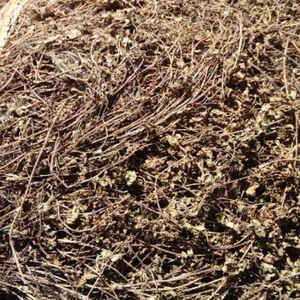 Tiges de gelée de graminées du Vietnam de haute qualité pour la transformation alimentaire industrielle et l'enrichissement des menus de desserts d'été - Product Image 1