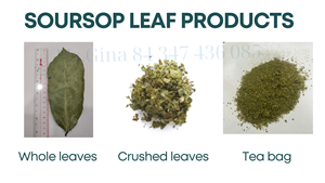 ชาใบทุเรียนเทศพรีเมียม ชาสมุนไพรธรรมชาติเพื่อการดีท็อกซ์และสุขภาพที่ดี - Product Image 2