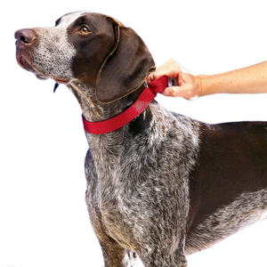 Collar Martingale de Alta Resistencia para Perros, de Nailon, Ajustable, Antiescape, con Anillo de Cadena Metálica, Collar de Entrenamiento para Mascotas, Venta al Por Mayor - Product Image 6