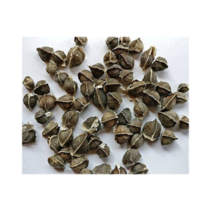 เมล็ดมะรุมคัดสรรพิเศษ สำหรับโครงการเพาะปลูกและตลาดเกษตร - Product Image 4