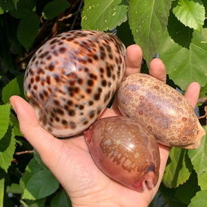 Concha Marina Natural Grande de Cypraea Argus (Ojo de Tigre) para Decoración Artesanal, Venta al por Mayor Directa de Fábrica en Vietnam, Leporicypraea Mappa - Product Image 1