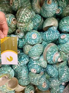 Carcasa espiral Turbo verde/MintJade pulida a mano, perfecta para Bea o Gifting Sourvenirs - Product Image 6