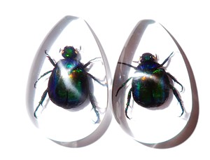Cabochon en plastique de spécimen réel de scarabée coloré, taille poire, 46x30 mm, fond plat transparent, pour artisanat et fabrication de bijoux - Product Image 6