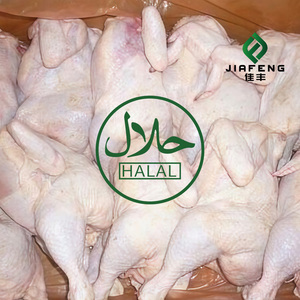 Pollo Entero Halal Congelado, Superventas, Calidad Premium, Alta Calidad, Bajo Precio, Aves Frescas, Carne de Pollo Entera Congelada - Product Image 6
