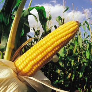 Maíz Amarillo Seco Dulce Orgánico Premium 2026 de Primera Calidad en Empaque a Granel para Consumo Humano y Alimentación Animal a Precio de Mayoreo - Product Image 3