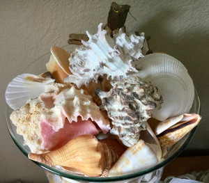 เปลือกหอยจำนวนมากสำหรับตกแต่งงานอีเว้นท์และอุปกรณ์จัดปาร์ตี้ - Product Image 3