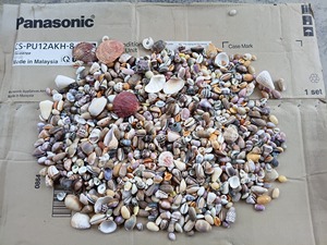 5PCS Large Hermit <b>Crab</b> Shells Natural Sea Conch Size 2.8" 3.9" Opening Size 1.5" 2.5" Turbo Seashells Real Touch Christmas Beach - Product Image 5